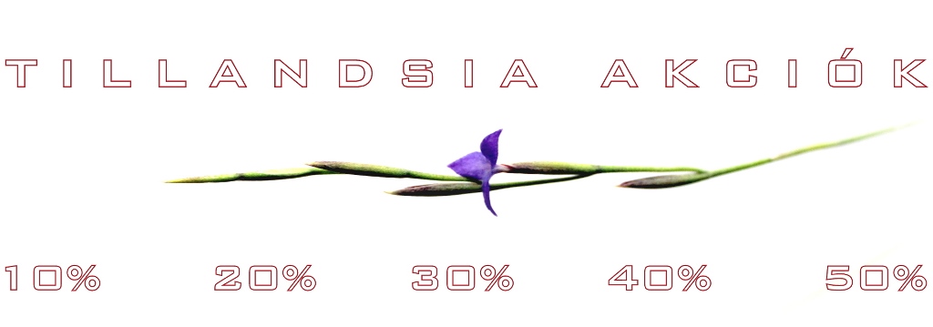 tillandsia vasarlas rendeles tillandsia akcio marczika kerteszet epifitanoveny vasarlas rendeles hazhoz szallitas